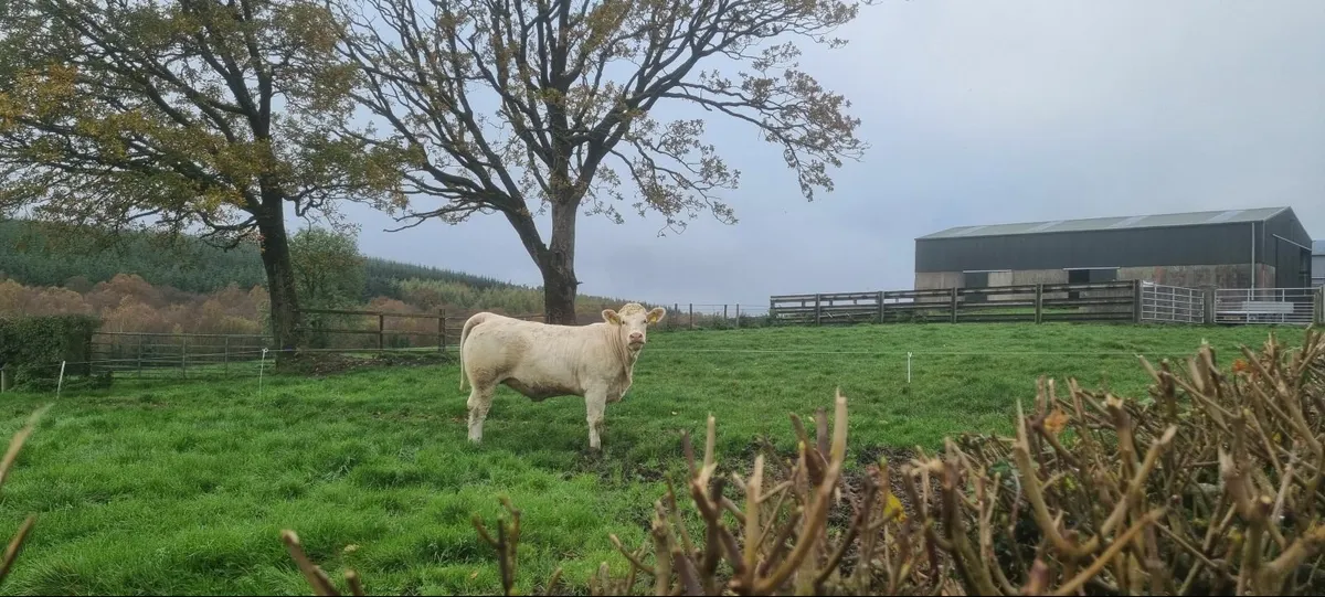 Pedigree Charolais Breeding Heifers - Image 1