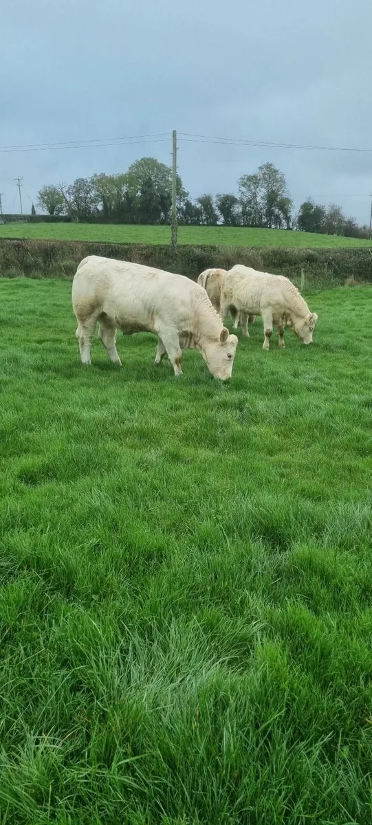Pedigree Charolais Breeding Heifers - Image 4