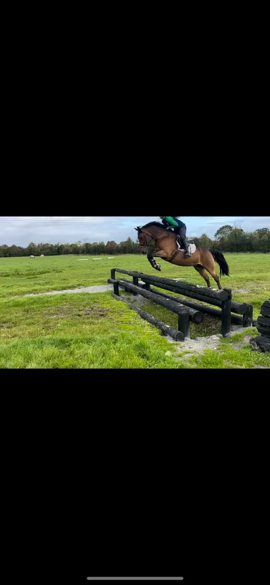 148 Smashing Allrounder Bay Mare - Image 2