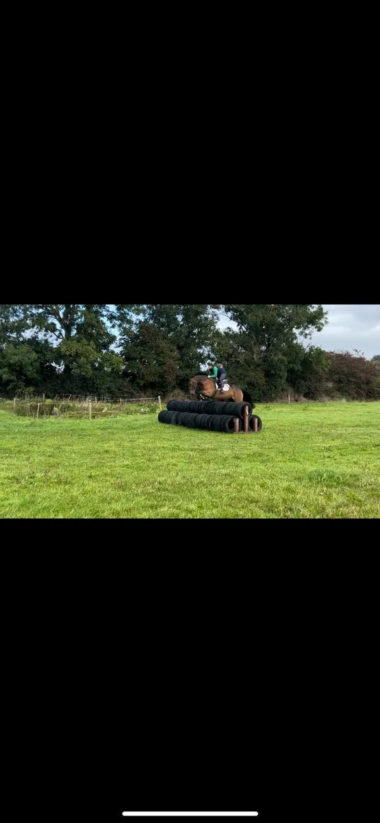 148 Smashing Allrounder Bay Mare - Image 3