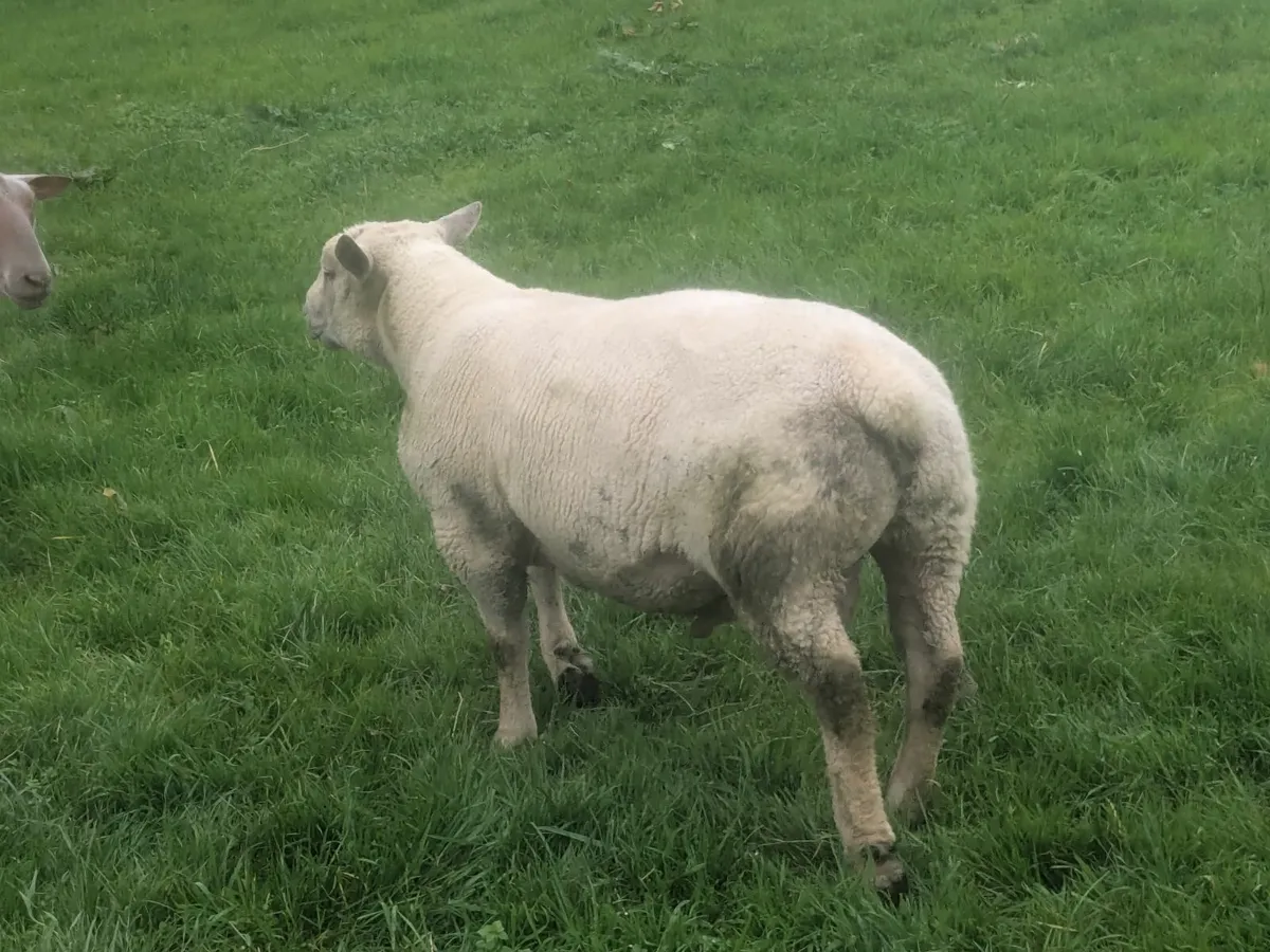 Charollais and,Rouge  shearling Rams - Image 4