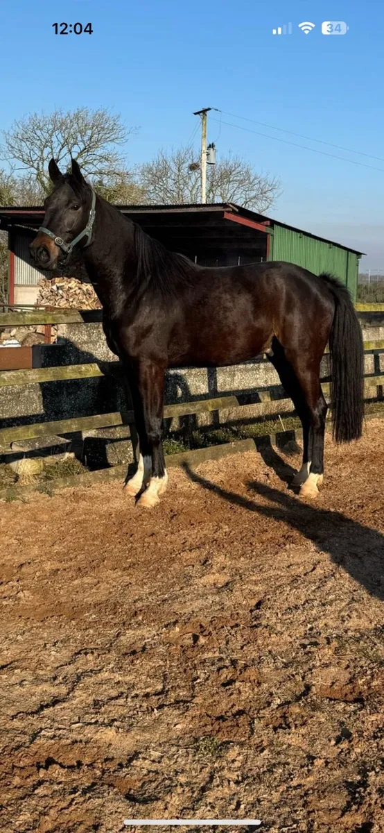 KMS Rooney 3 year old - Image 2