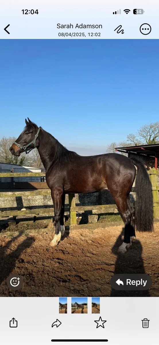 KMS Rooney 3 year old - Image 1