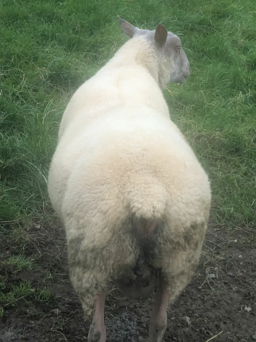 Charollais and,Rouge  shearling Rams - Image 3