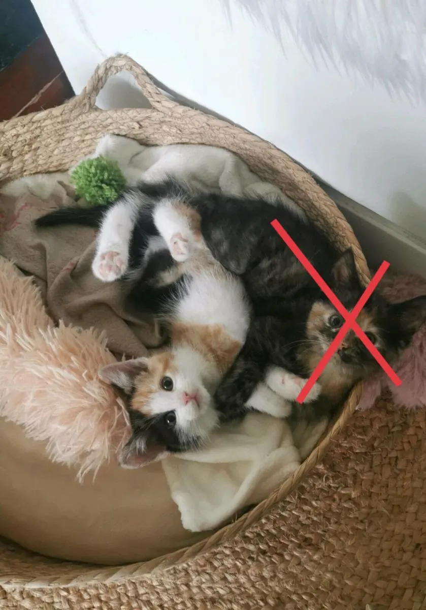 Kitten - Image 2