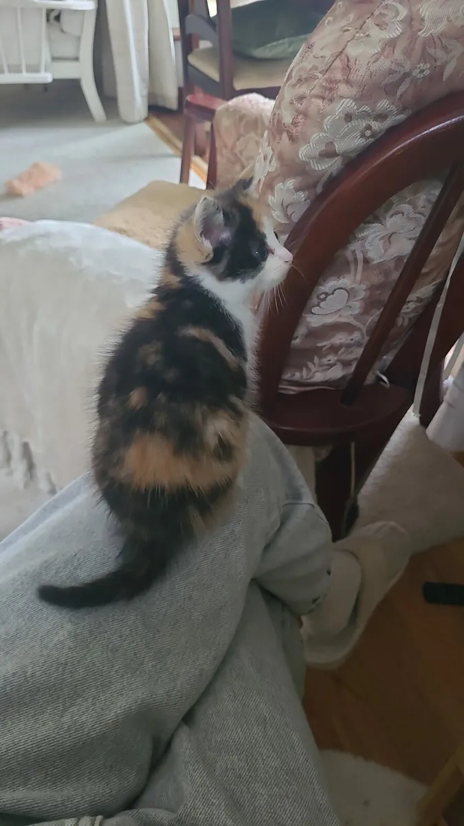 Kitten - Image 3