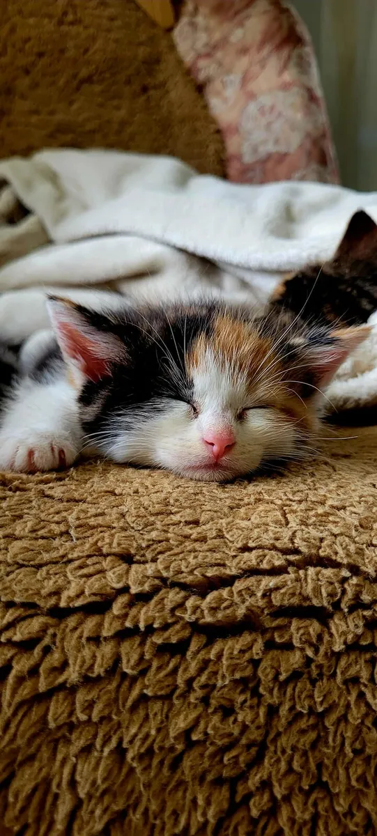 Kitten - Image 1