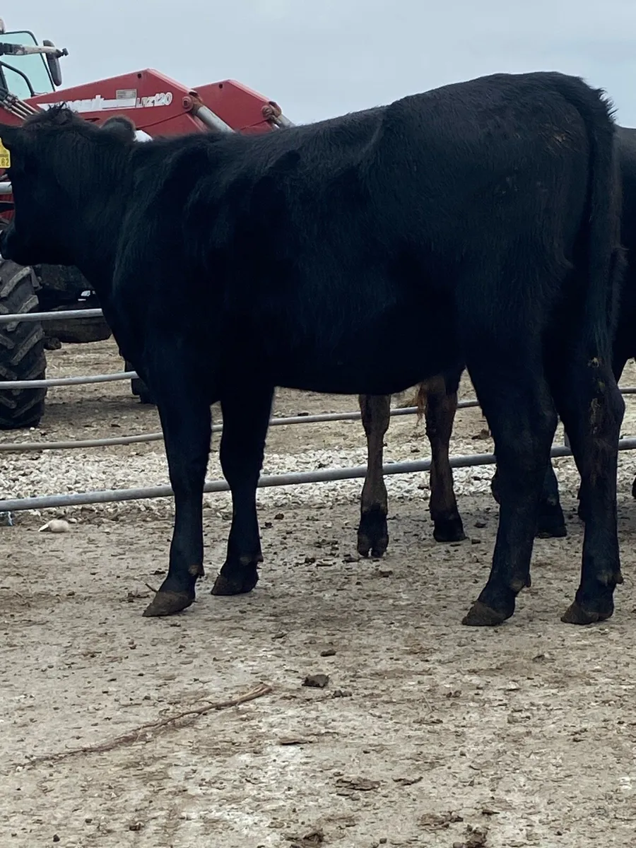 10 super Angus heifers 400kg - Image 1