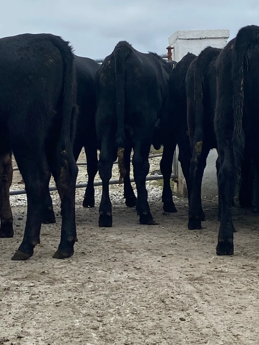 10 super Angus heifers 400kg - Image 2