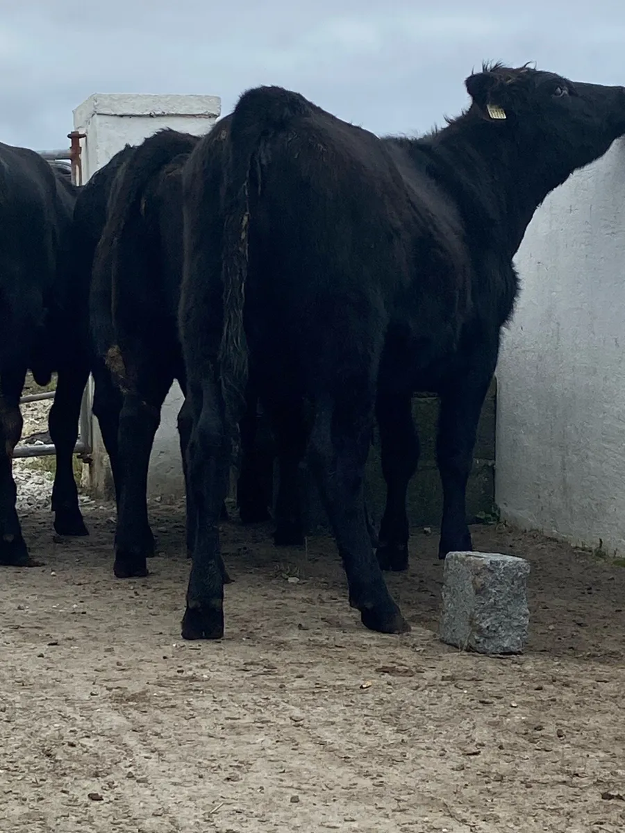 10 super Angus heifers 400kg - Image 3