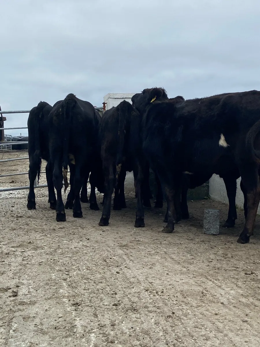 10 super Angus heifers 400kg - Image 4
