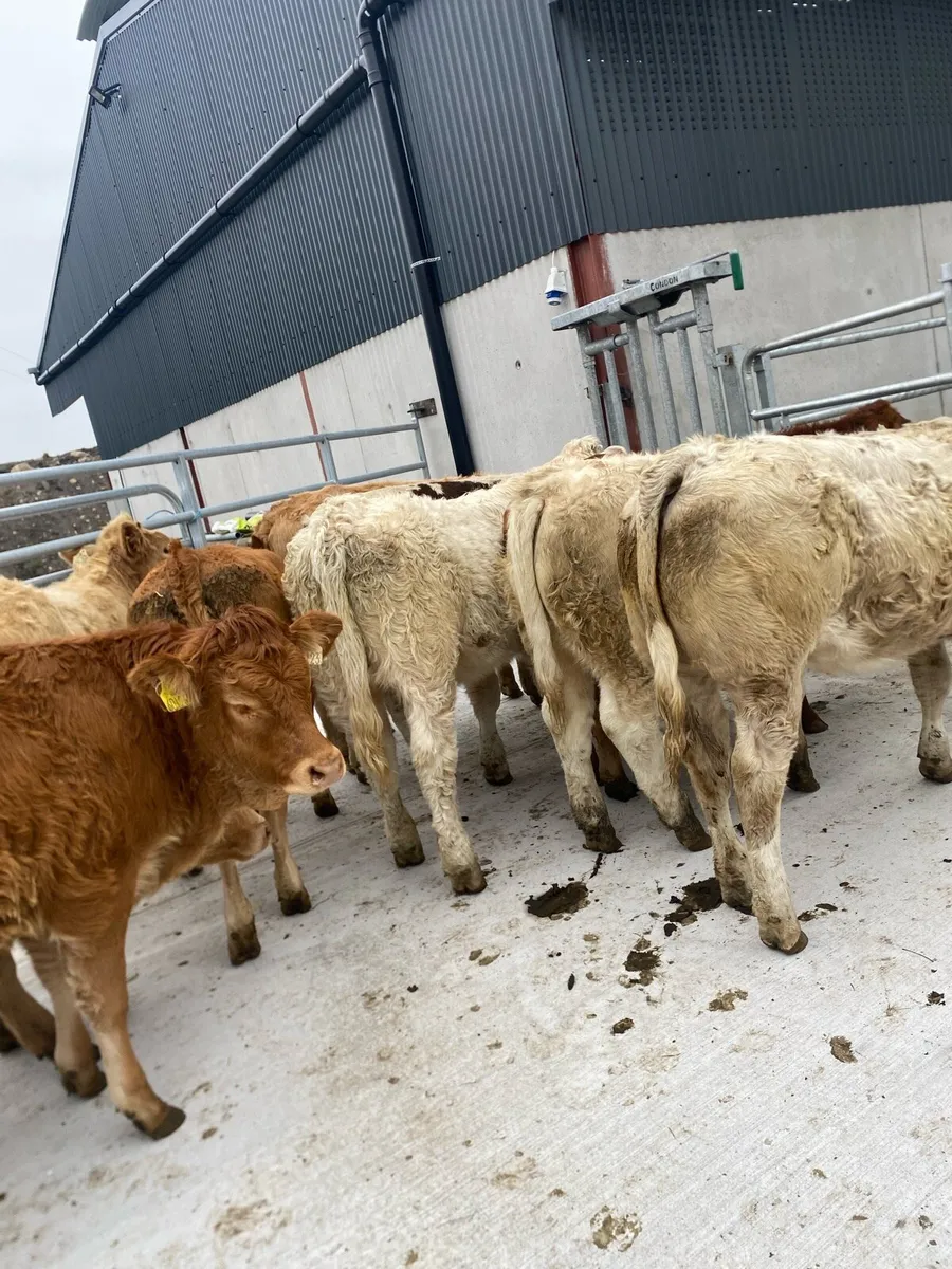 12 super charlaois and limousine heifer weanlings - Image 1