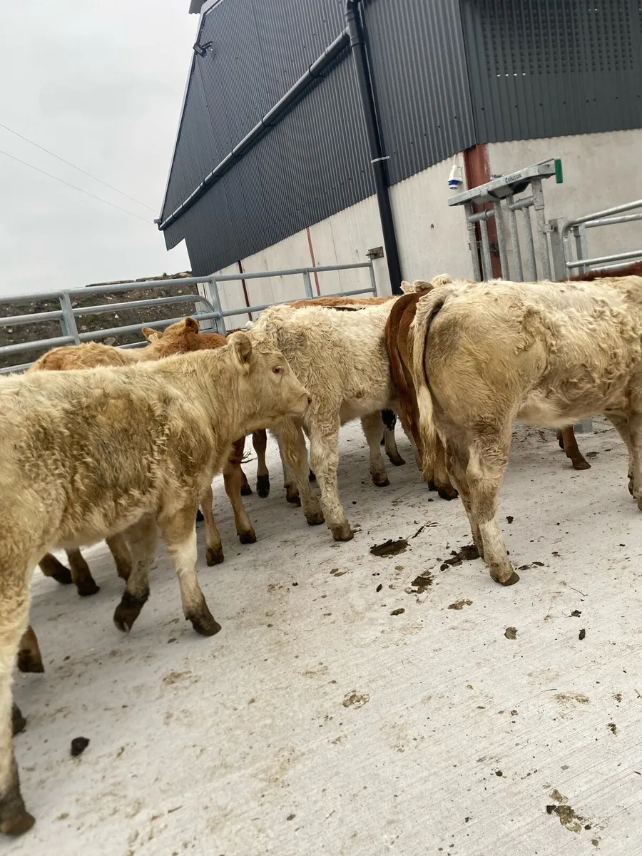 12 super charlaois and limousine heifer weanlings - Image 2