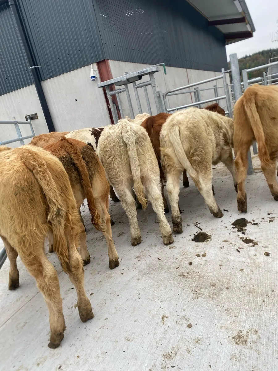 12 super charlaois and limousine heifer weanlings - Image 3