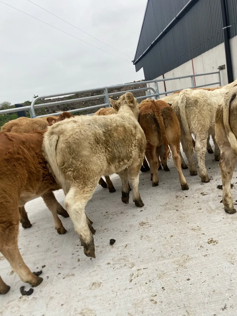 12 super charlaois and limousine heifer weanlings - Image 4