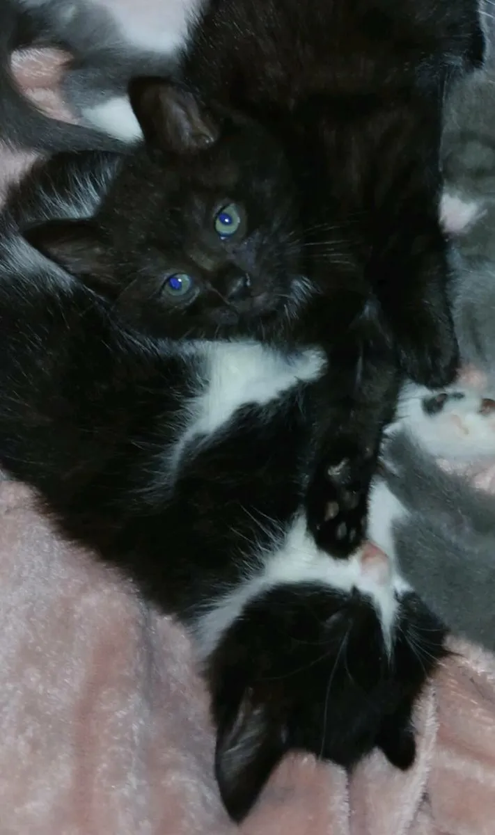 Beautiful kitten💗 - Image 3