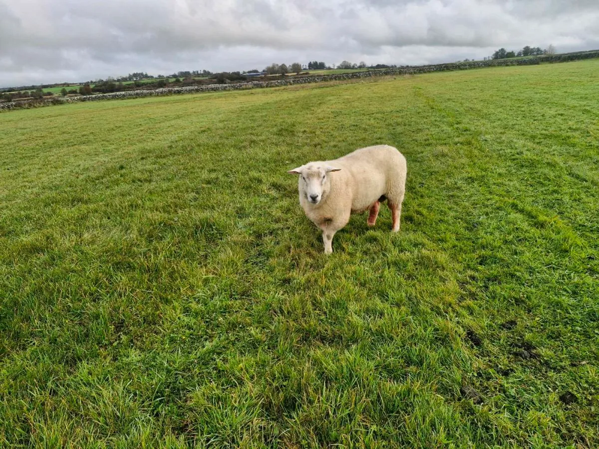 Pure bred Sis galway ram - Image 1