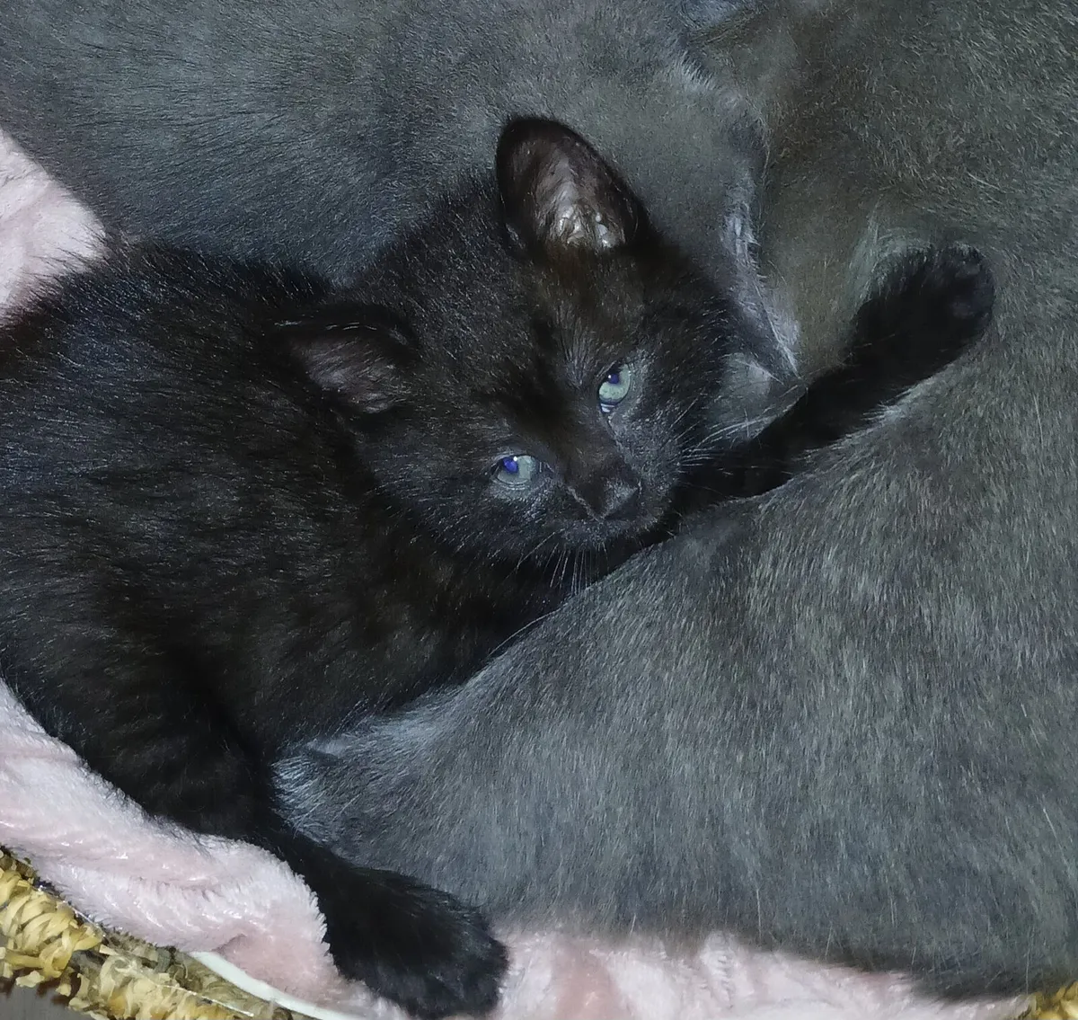 Beautiful kitten💗 - Image 4