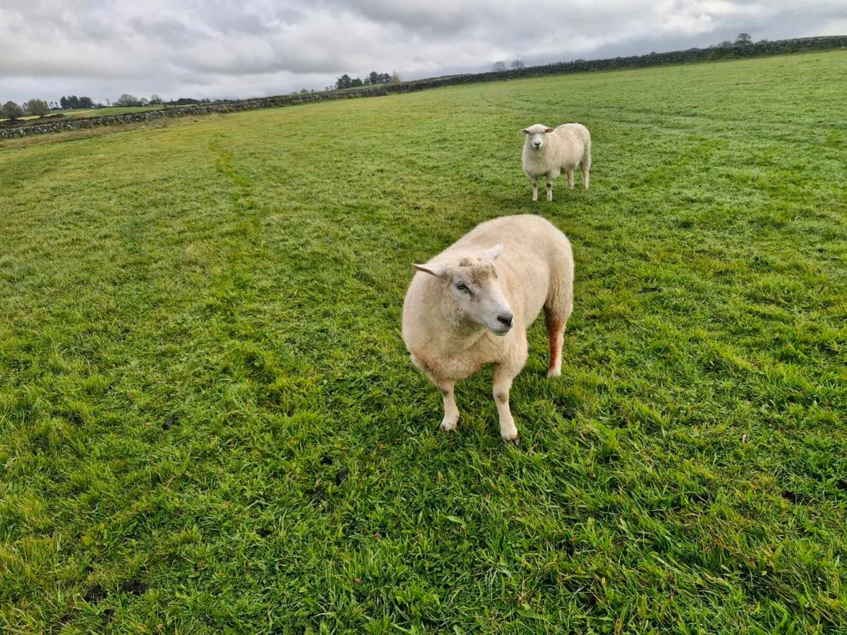 Pure bred Sis galway ram - Image 2