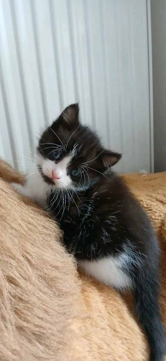 Beautiful kittens💗 - Image 1