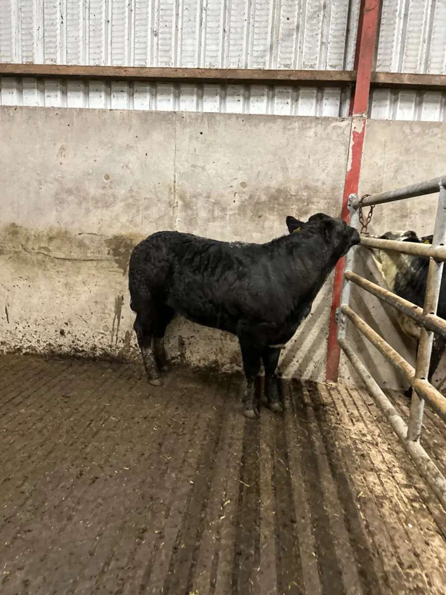 Blue grey heifer - Image 4
