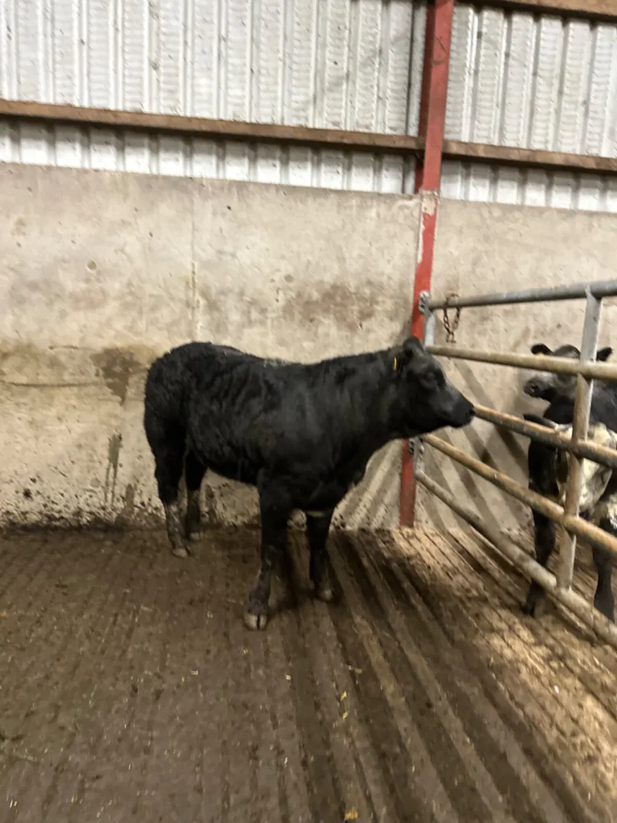 Blue grey heifer - Image 1