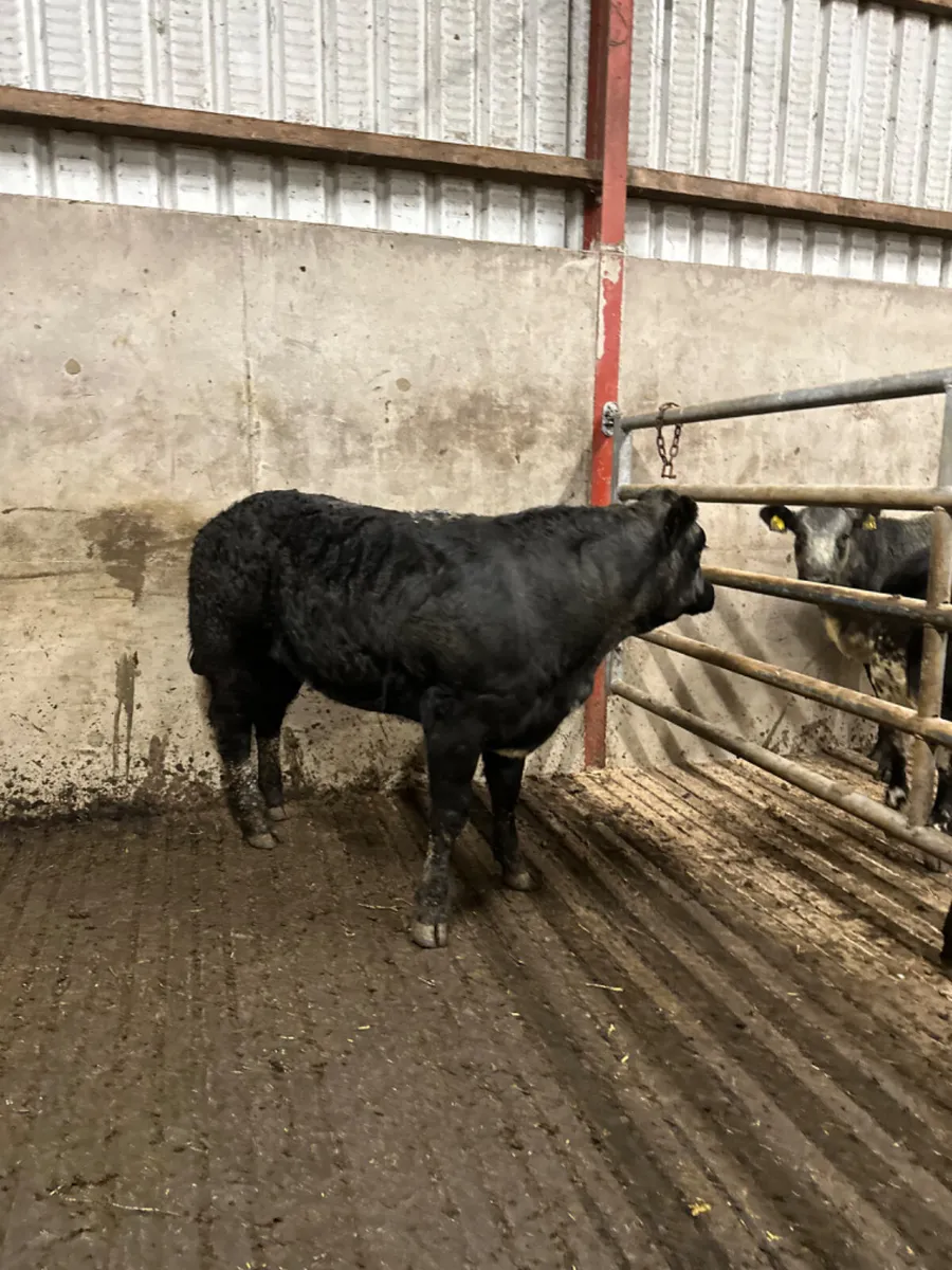 Blue grey heifer - Image 3