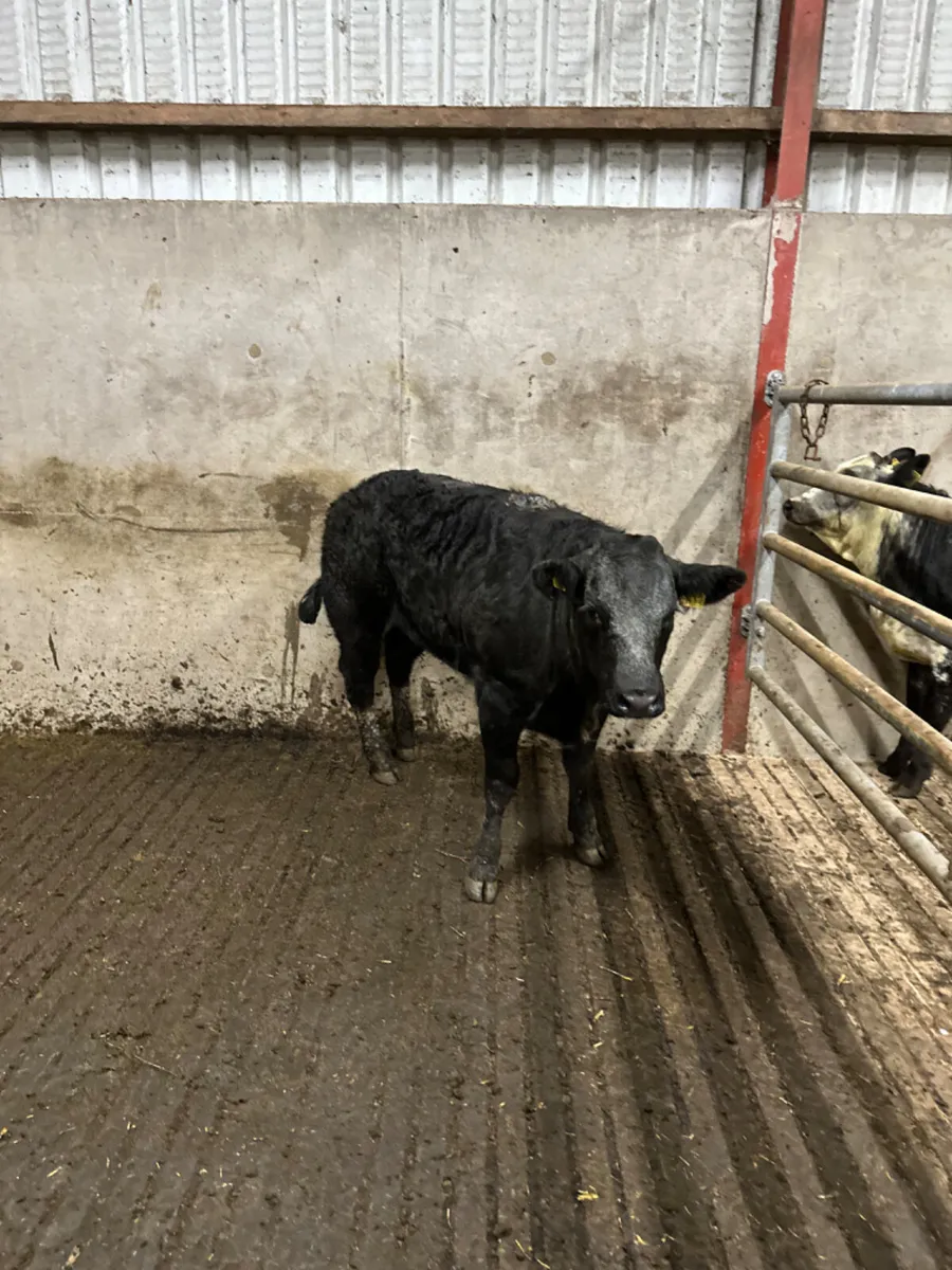 Blue grey heifer - Image 2