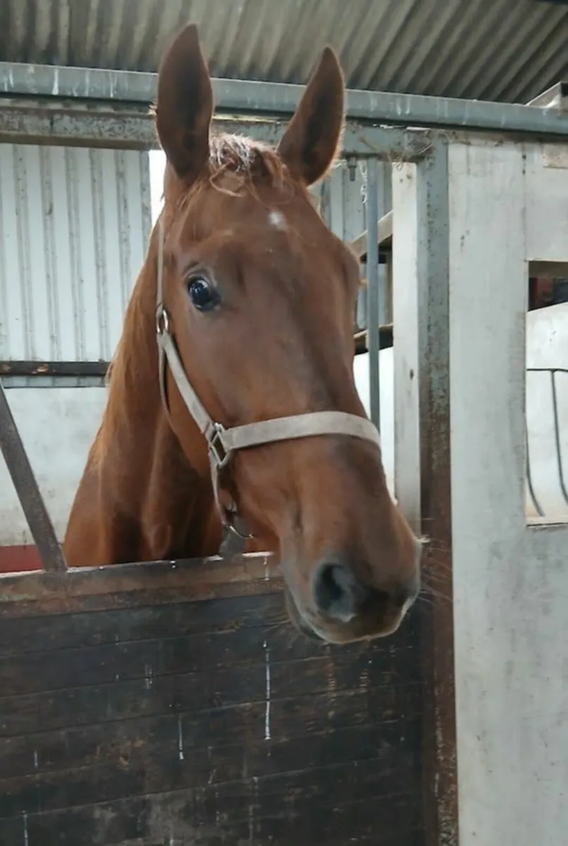 Good looking, 4yr old 17.2hh Gelding - Image 1