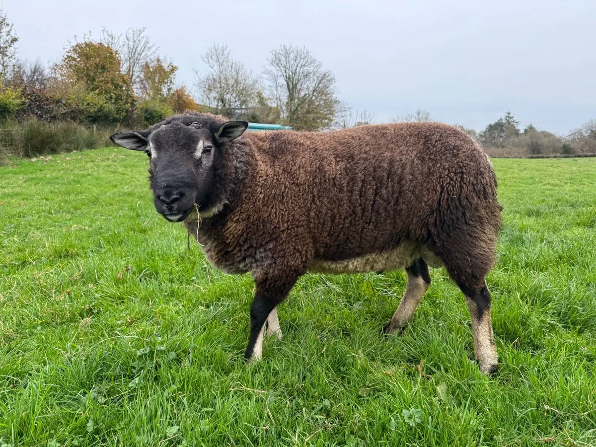Badger face Texel hogget. - Image 2