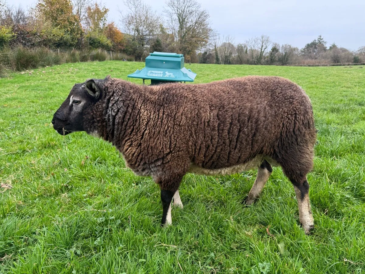 Badger face Texel hogget. - Image 3