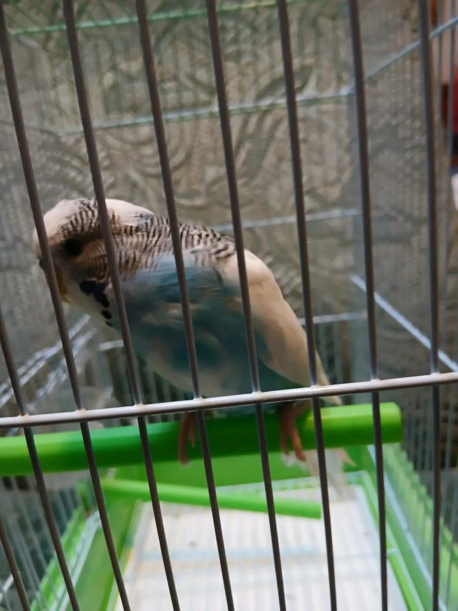 BIRD CAGE AND BUDGIE - Image 1