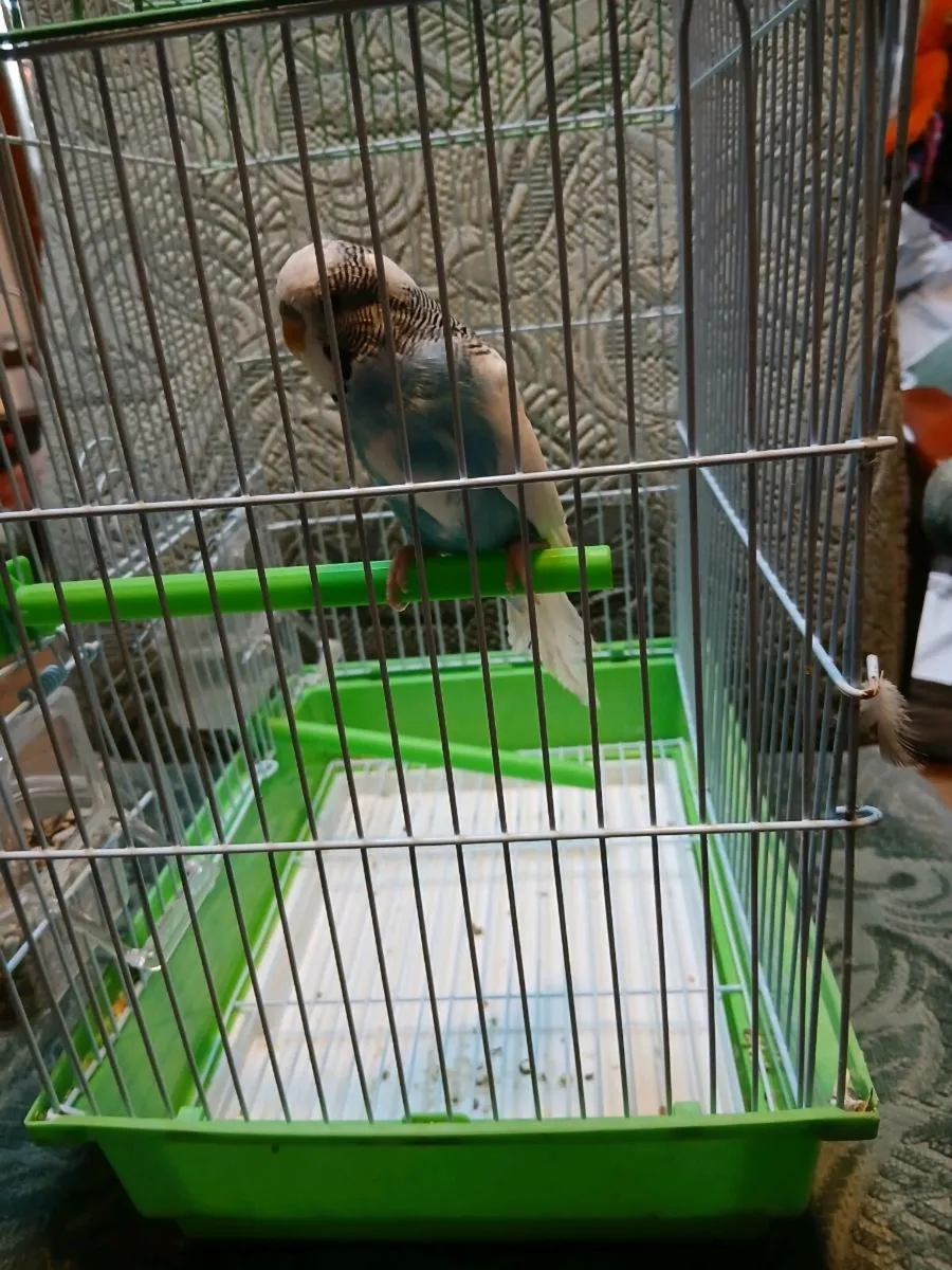 BIRD CAGE AND BUDGIE - Image 2