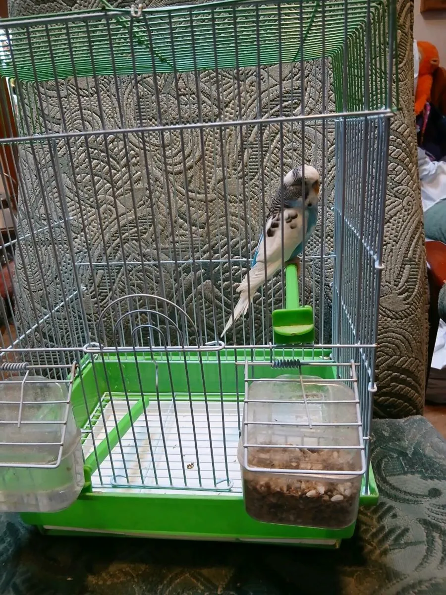 BIRD CAGE AND BUDGIE - Image 3