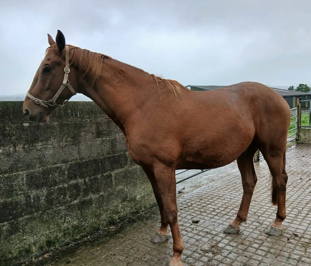 Good looking, 4yr old 17.2hh Gelding - Image 2