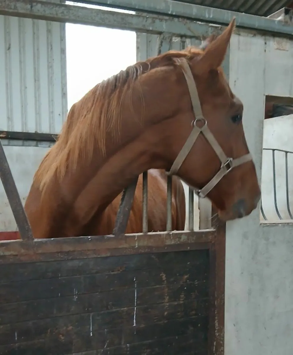 Good looking, 4yr old 17.2hh Gelding - Image 3