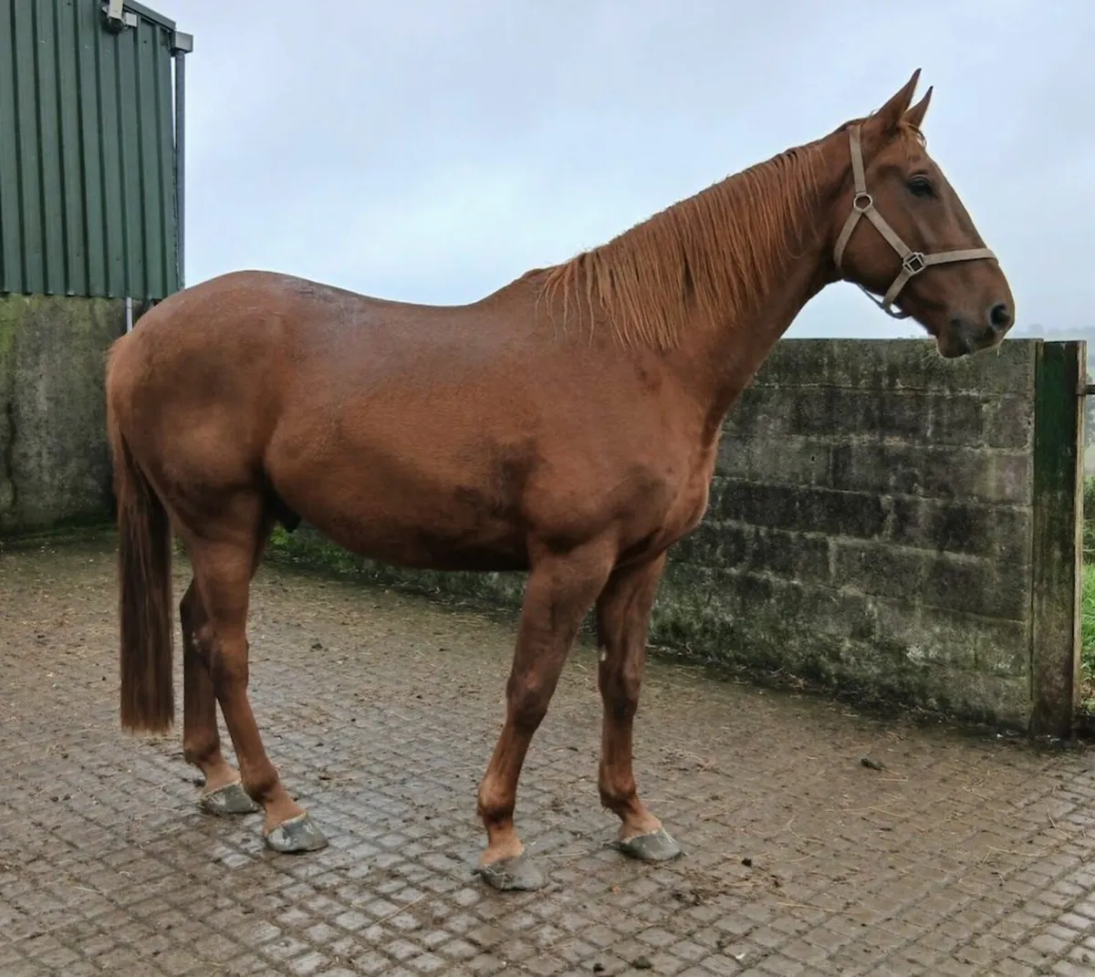 Good looking, 4yr old 17.2hh Gelding - Image 4
