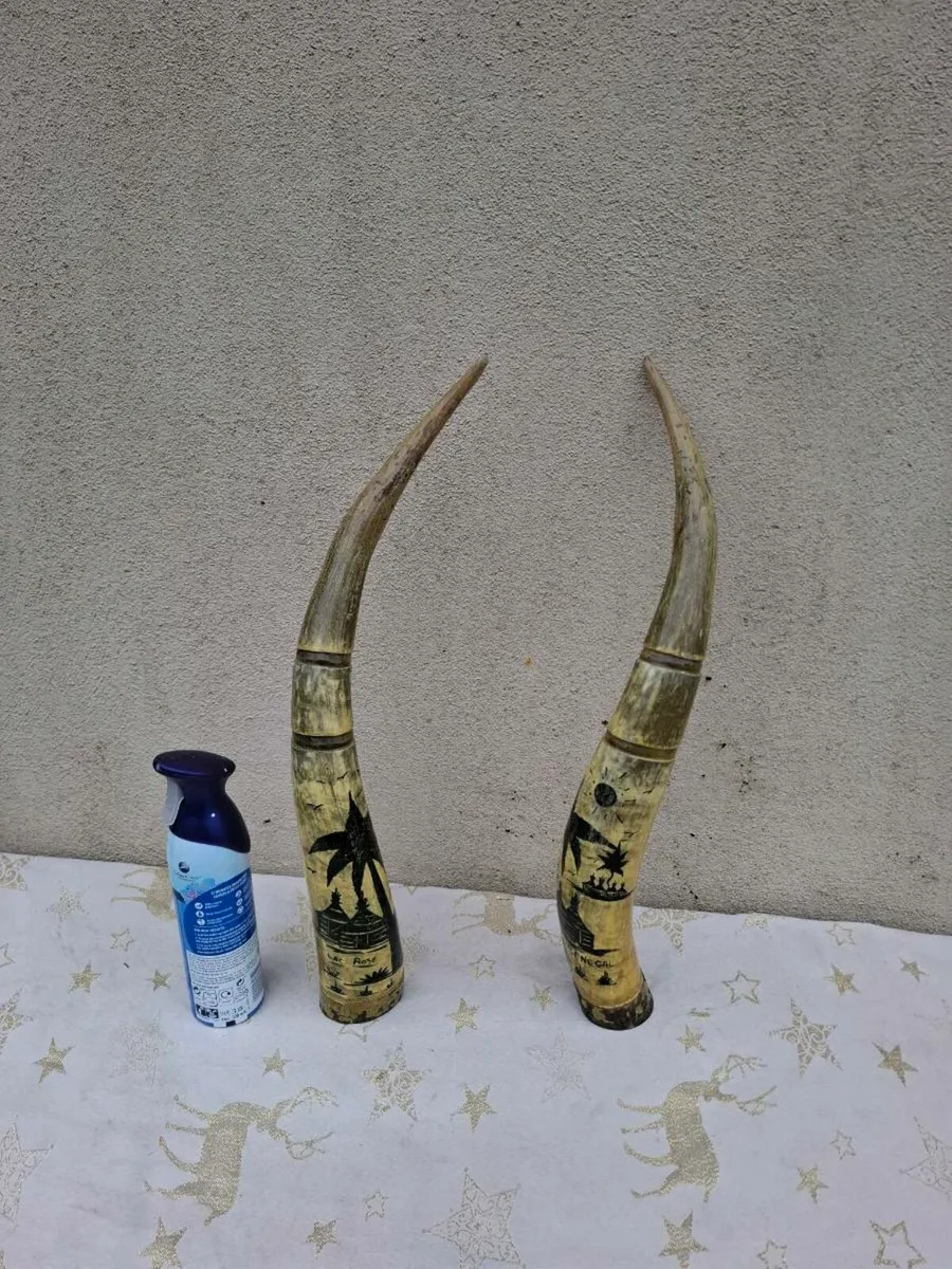 2 african water buffalo horns possible to post - Image 1