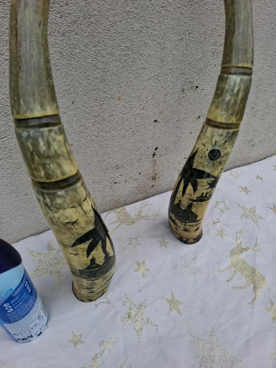2 african water buffalo horns possible to post - Image 2