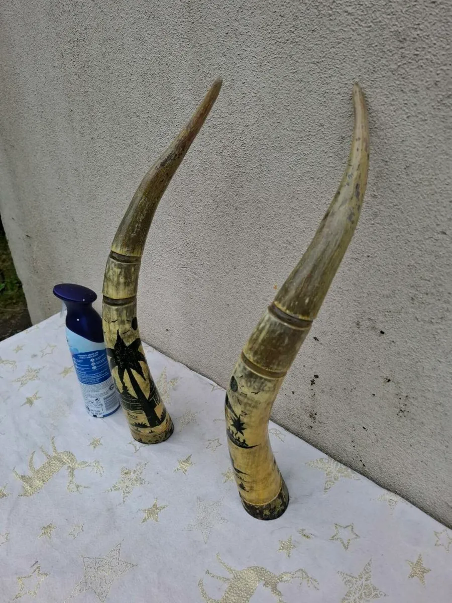 2 african water buffalo horns possible to post - Image 3
