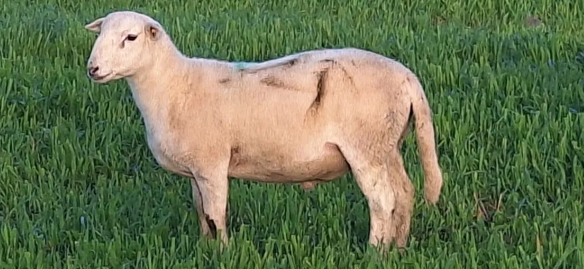 Easycare Ram Lambs - Image 1