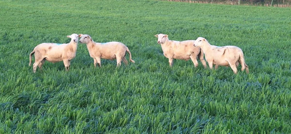 Easycare Ram Lambs - Image 2