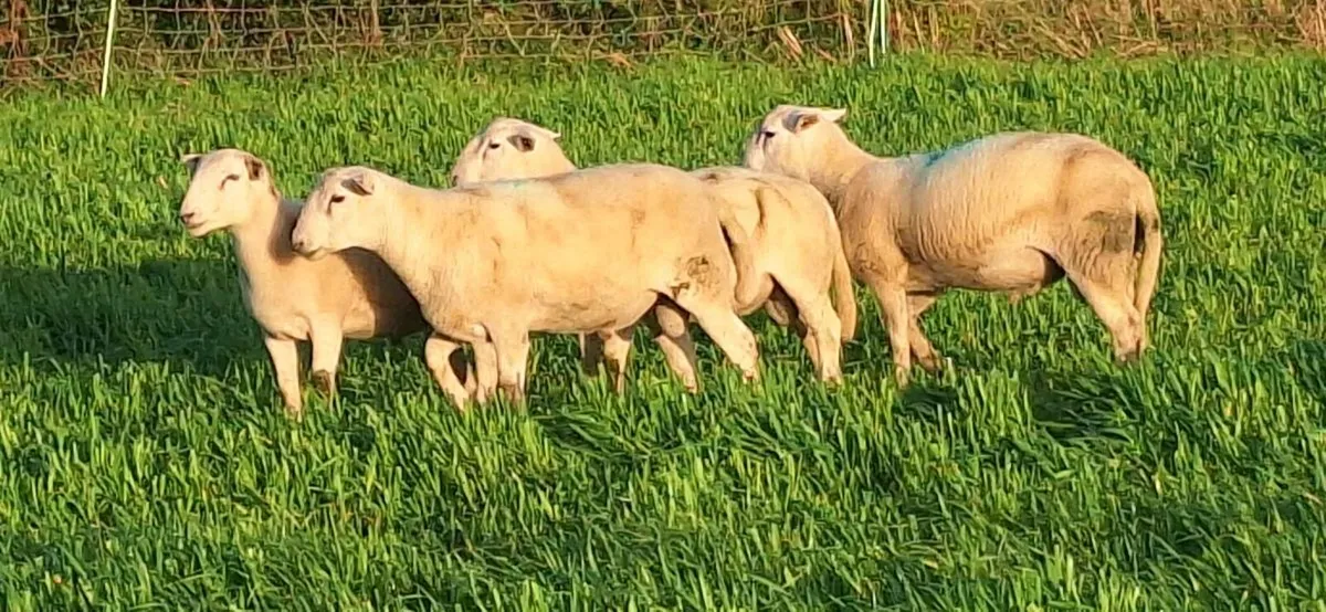 Easycare Ram Lambs - Image 3