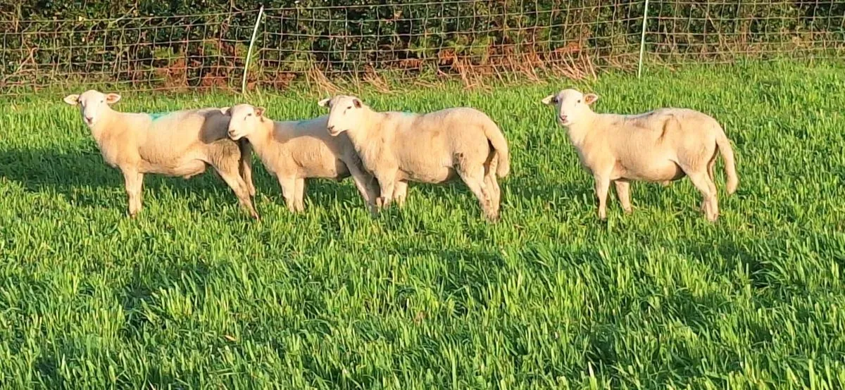 Easycare Ram Lambs - Image 4