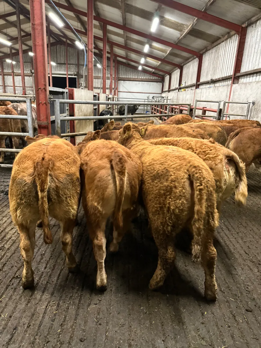 Lim heifers - Image 4