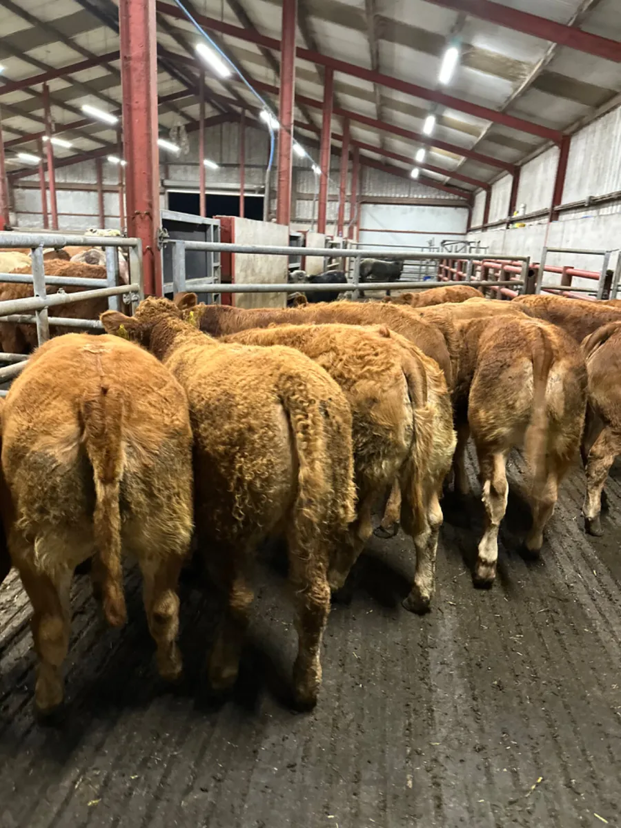 Lim heifers - Image 3