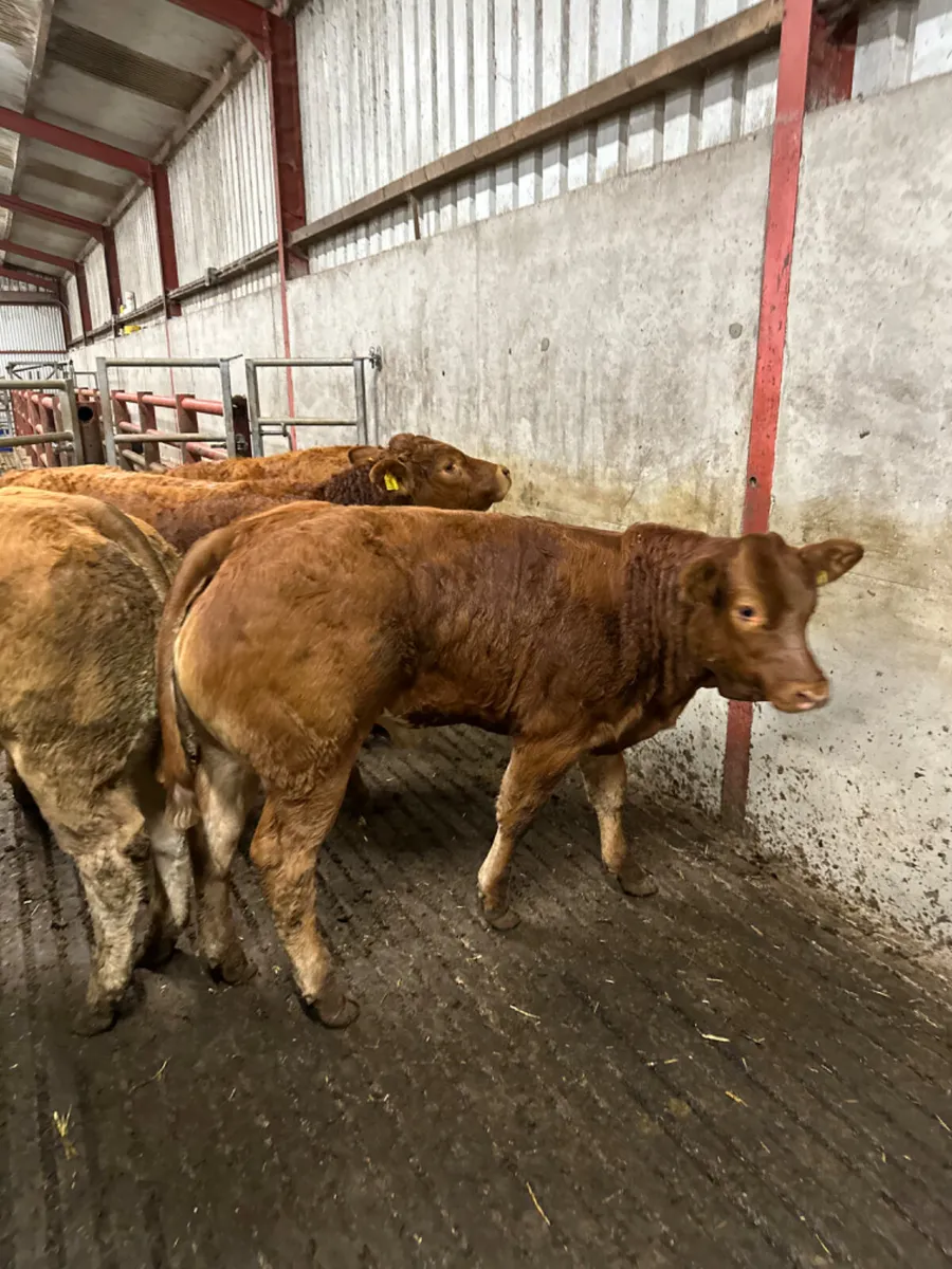 Lim heifers - Image 2