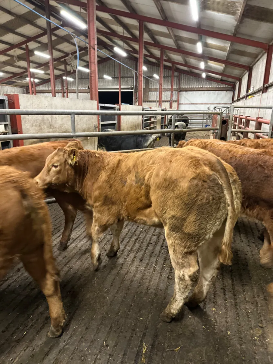 Lim heifers - Image 1