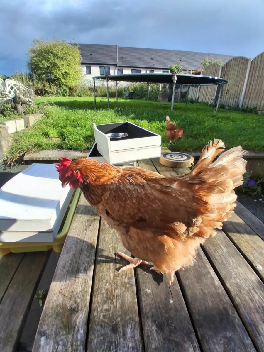 Hens (chicken's) - Image 1