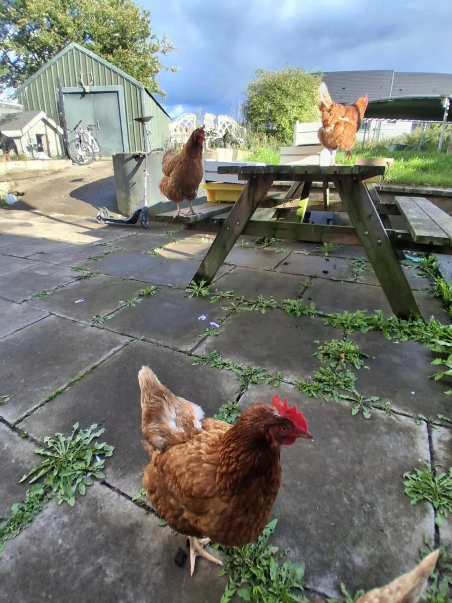 Hens (chicken's) - Image 2